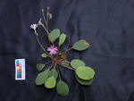 <i>Primula kweichouensis subsp. venulosa </i>