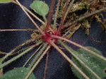 <i>Primula kweichouensis subsp. venulosa </i>