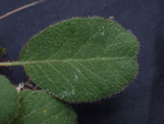 <i>Primula kweichouensis subsp. venulosa </i>
