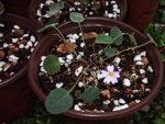 <i>Primula kweichouensis var. guangxiensis </i>