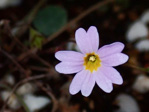 <i>Primula kweichouensis var. guangxiensis </i>
