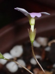 <i>Primula kweichouensis var. guangxiensis </i>
