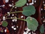 <i>Primula kweichouensis var. guangxiensis </i>