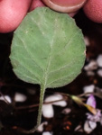 <i>Primula kweichouensis var. guangxiensis </i>
