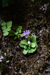 <i>Primula kweichouensis subsp. kweichouensis </i>