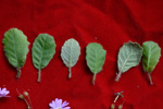 <i>Primula kweichouensis subsp. kweichouensis </i>