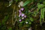 <i>Primula kweichouensis subsp. kweichouensis </i>