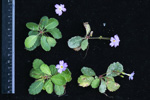 <i>Primula kweichouensis subsp. kweichouensis </i>