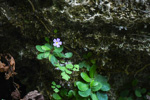 <i>Primula kweichouensis subsp. kweichouensis </i>