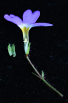 <i>Primula kweichouensis subsp. kweichouensis </i>