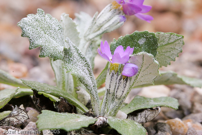 Primula laurentiana