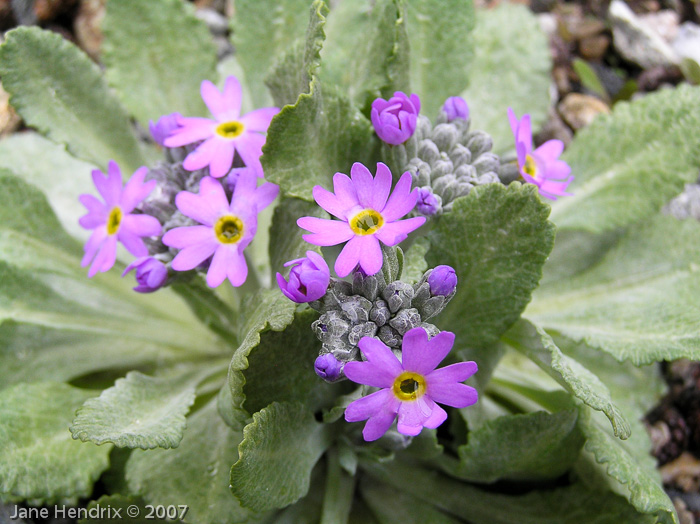 Primula laurentiana