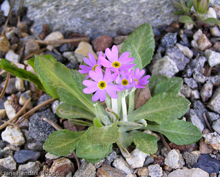 Primula laurentiana