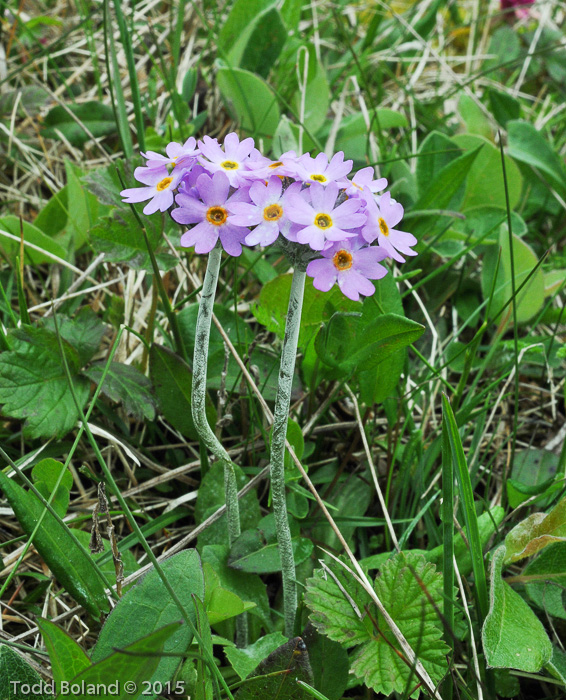 Primula laurentiana