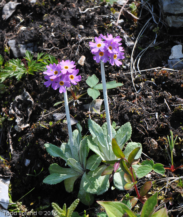 Primula laurentiana