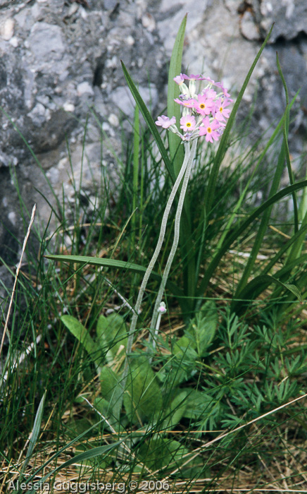 Primula laurentiana