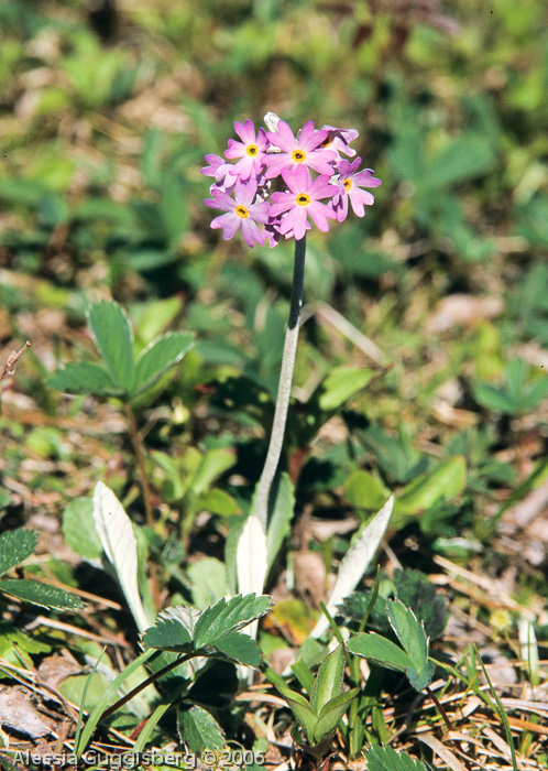 Primula laurentiana