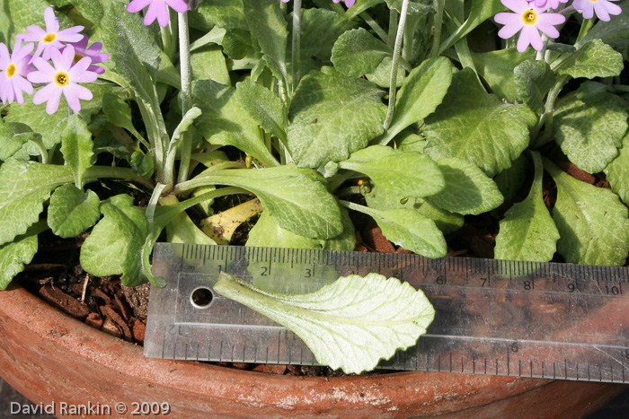 Primula laurentiana