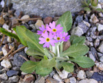 Primula laurentiana