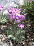 Primula laurentiana