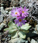 Primula laurentiana