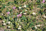 mistassinica(white) laurentiana(pink)