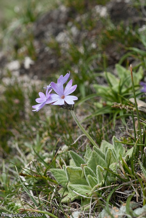 <i>Primula laxiuscula </i>