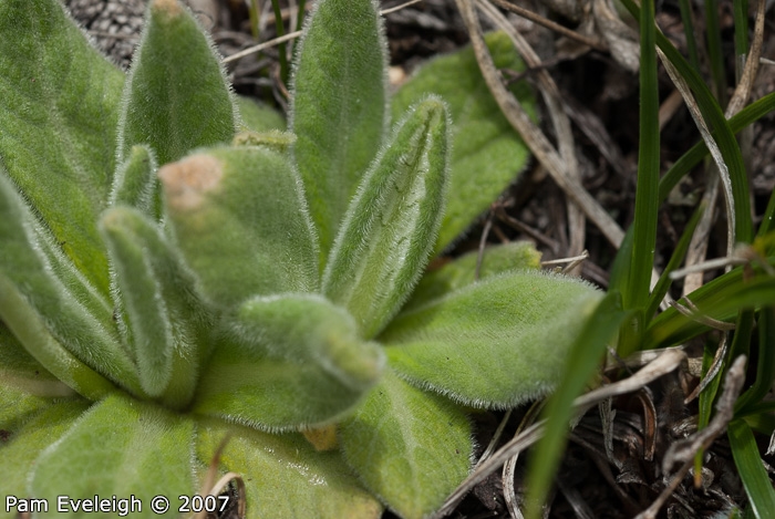 <i>Primula laxiuscula </i>