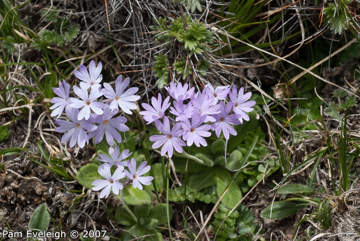 <i>Primula laxiuscula </i>