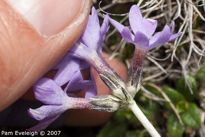 <i>Primula laxiuscula </i>