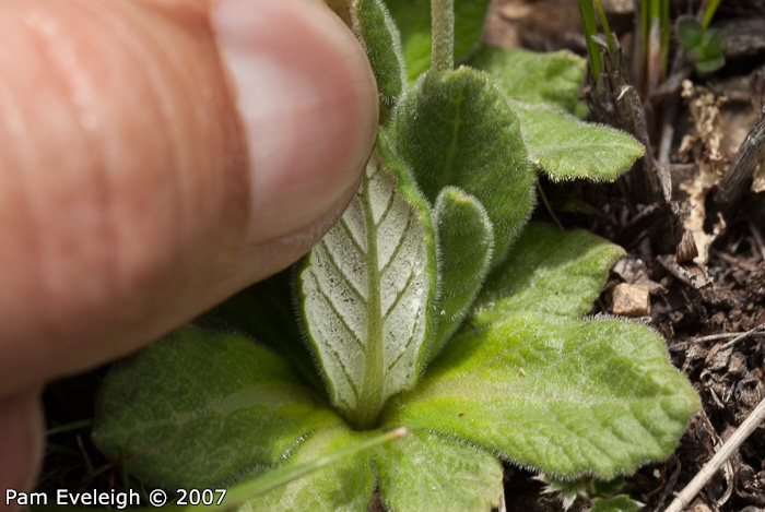 <i>Primula laxiuscula </i>