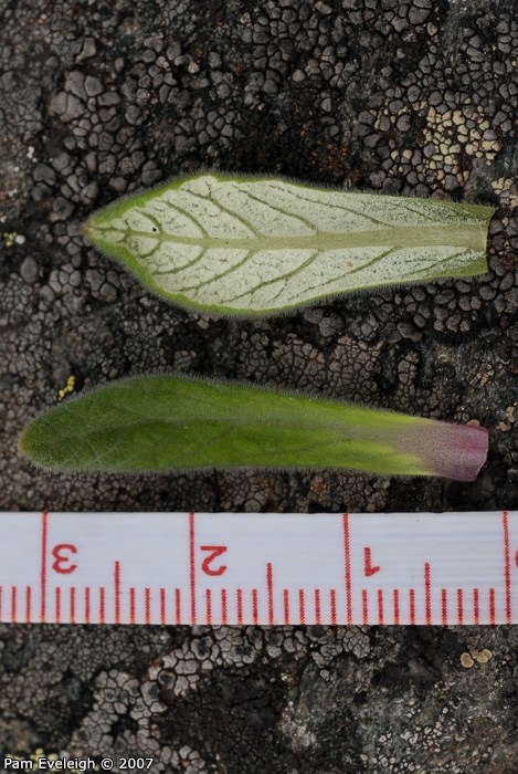 <i>Primula laxiuscula </i>