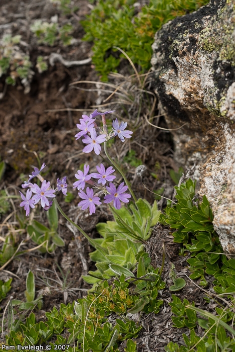 <i>Primula laxiuscula </i>