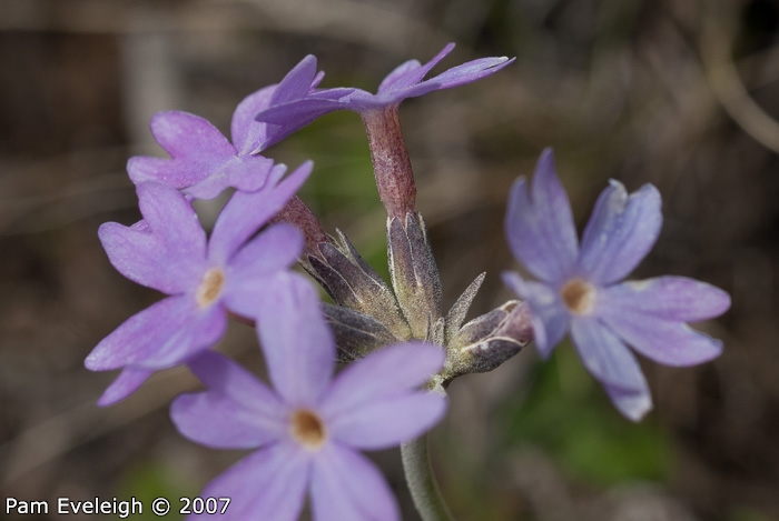 <i>Primula laxiuscula </i>