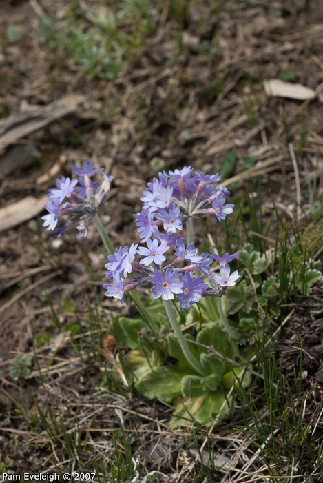<i>Primula laxiuscula </i>