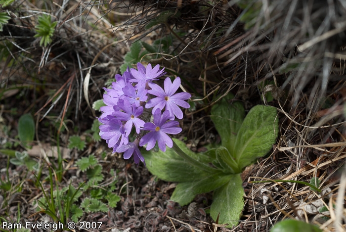 <i>Primula laxiuscula </i>