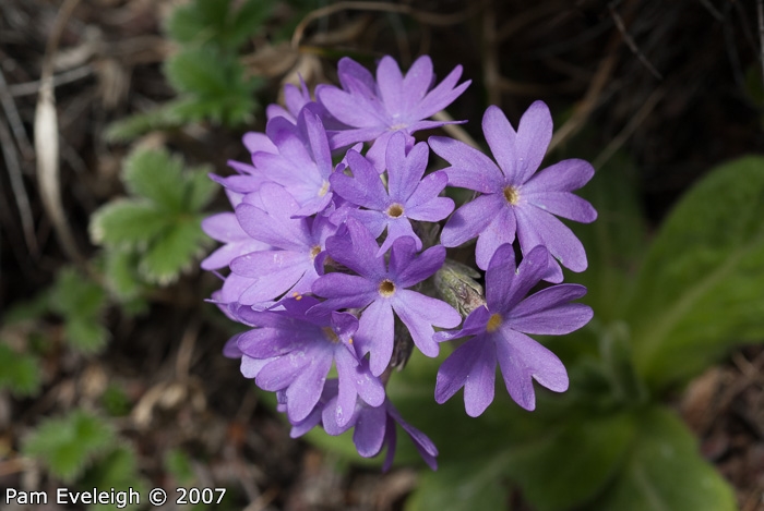<i>Primula laxiuscula </i>