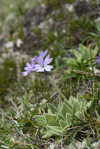 <i>Primula laxiuscula </i>