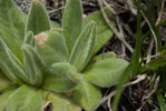 <i>Primula laxiuscula </i>