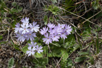 <i>Primula laxiuscula </i>