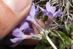 <i>Primula laxiuscula </i>