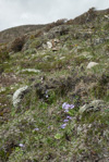 <i>Primula laxiuscula </i>