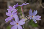 <i>Primula laxiuscula </i>