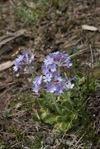 <i>Primula laxiuscula </i>