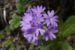 <i>Primula laxiuscula </i>