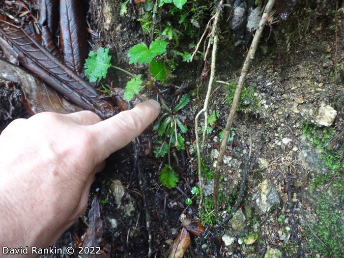 <i>Primula lepcha </i>