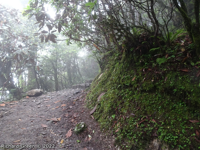 <i>Primula lepcha </i>