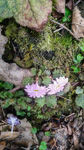 <i>Primula lepcha </i>