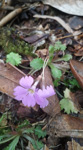 <i>Primula lepcha </i>