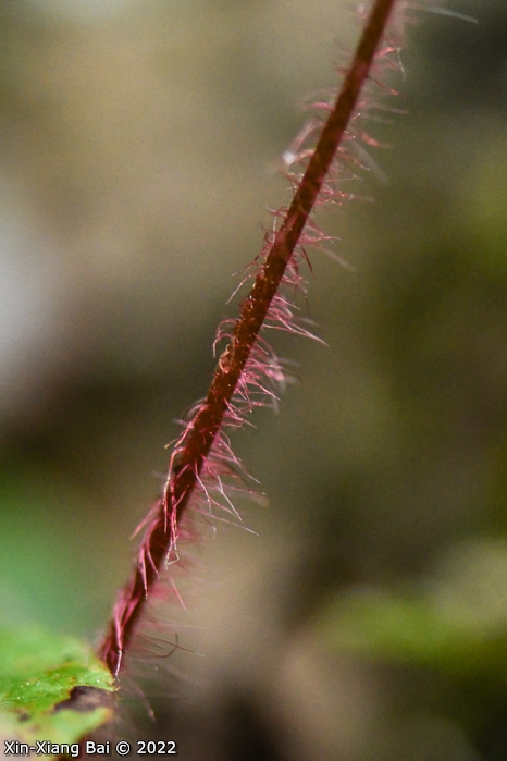 <i>Primula levicalyx </i>